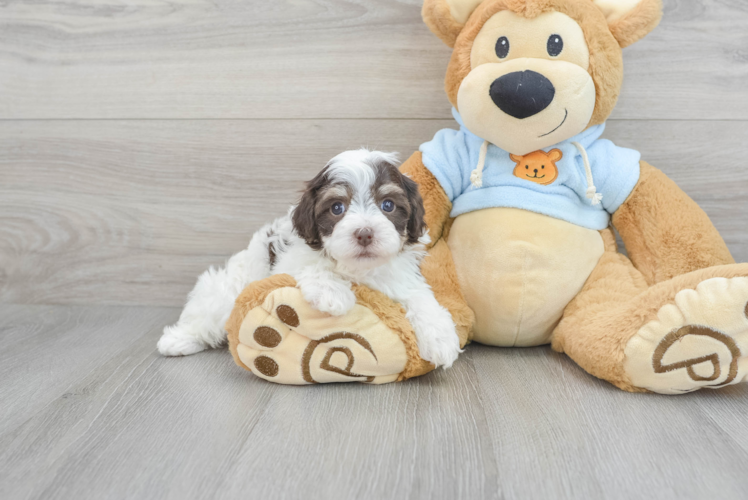 Havapoo Puppy for Adoption