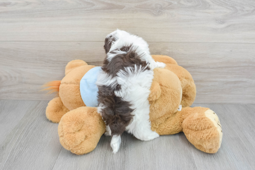 Havapoo Puppy for Adoption