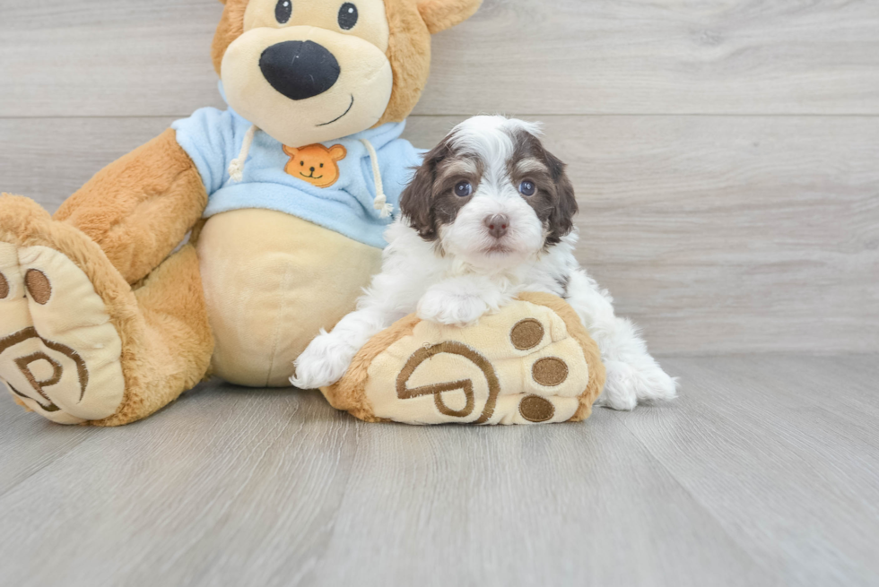 Havapoo Puppy for Adoption