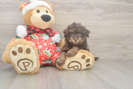 Adorable Havadoodle Poodle Mix Puppy