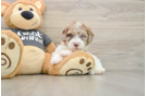 Energetic Havadoodle Poodle Mix Puppy