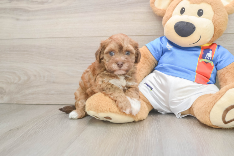 Little Havadoodle Poodle Mix Puppy