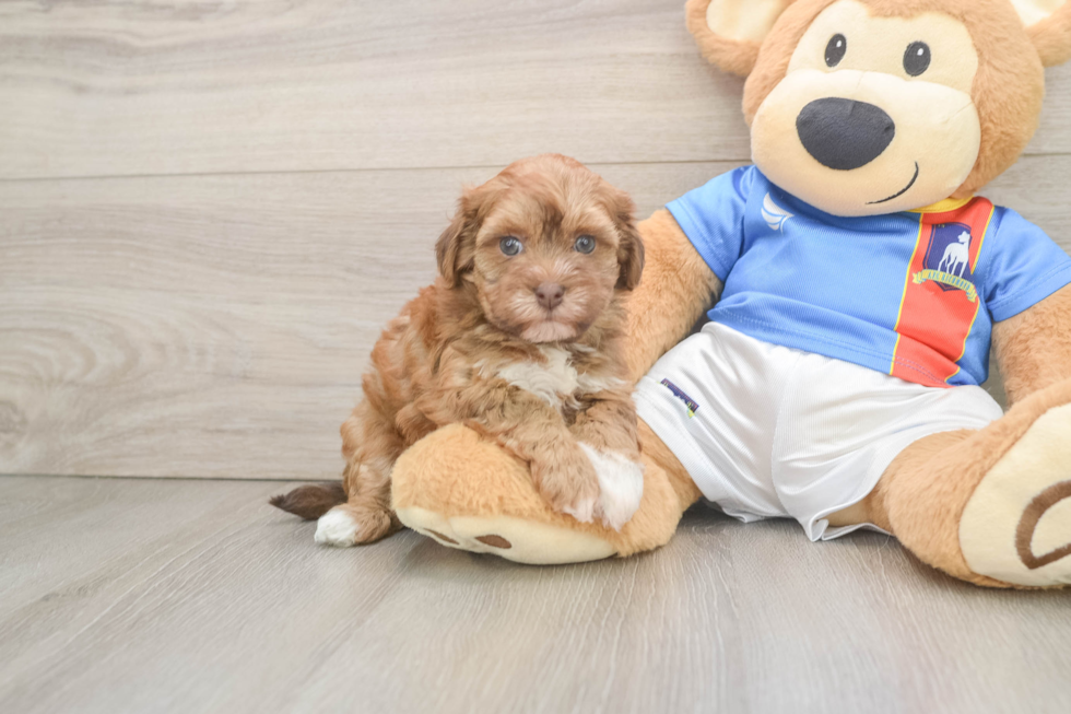 Little Havadoodle Poodle Mix Puppy