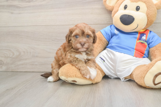 Little Havadoodle Poodle Mix Puppy