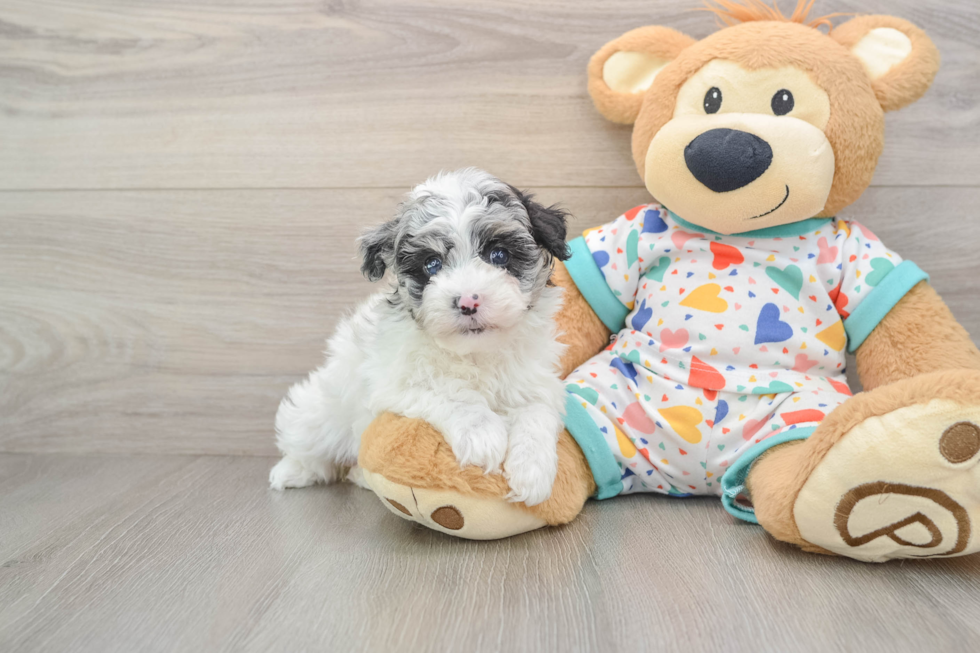 Havapoo Pup Being Cute