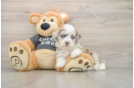 Havapoo Puppy for Adoption