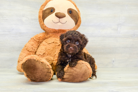 Little Havadoodle Poodle Mix Puppy