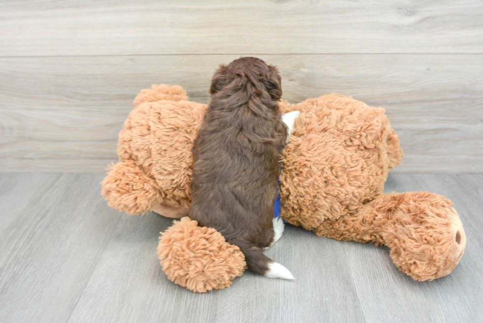 Smart Havapoo Poodle Mix Pup