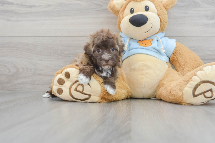 Havapoo Pup Being Cute