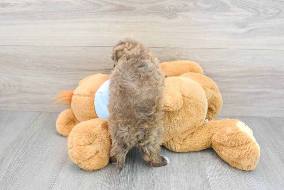 Havapoo Puppy for Adoption