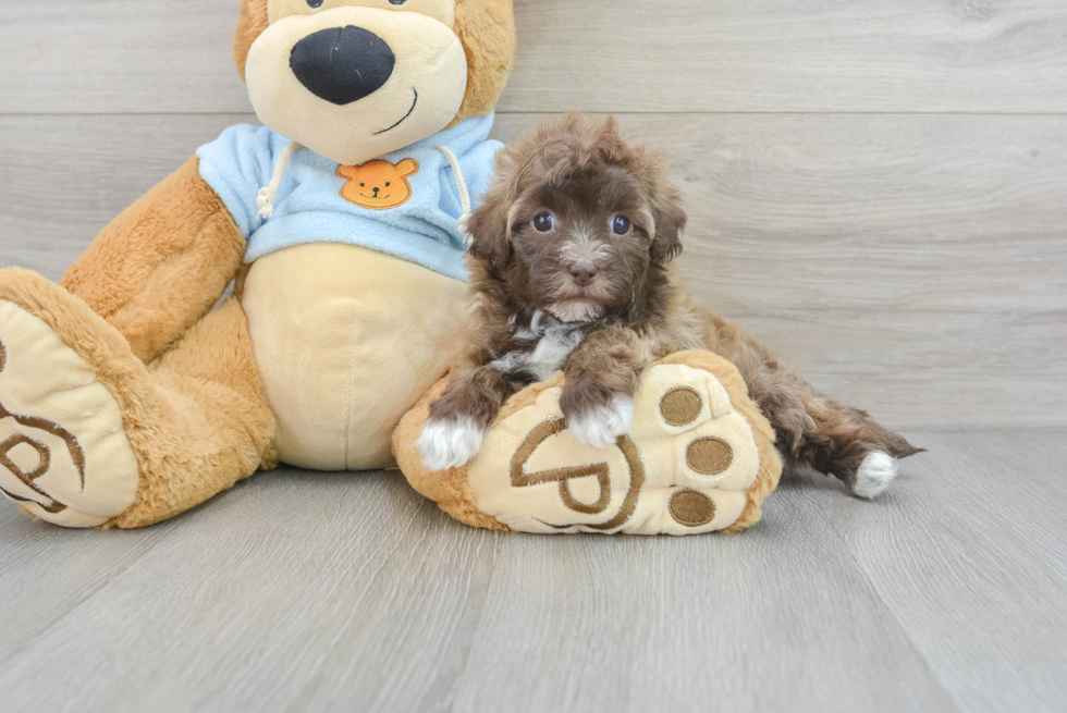 Little Havanese Poodle Mix Puppy
