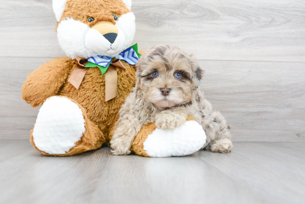 Cute Havapoo Baby