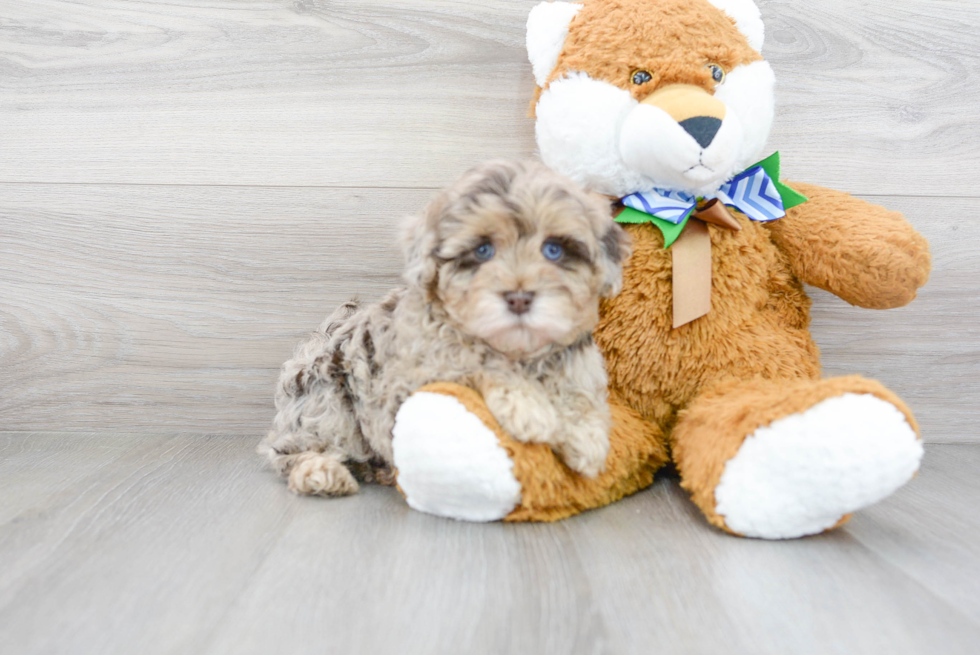 Havapoo Pup Being Cute