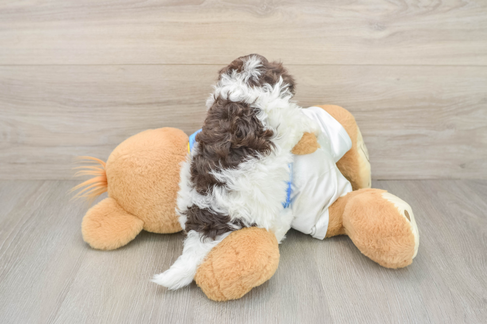 Havapoo Puppy for Adoption