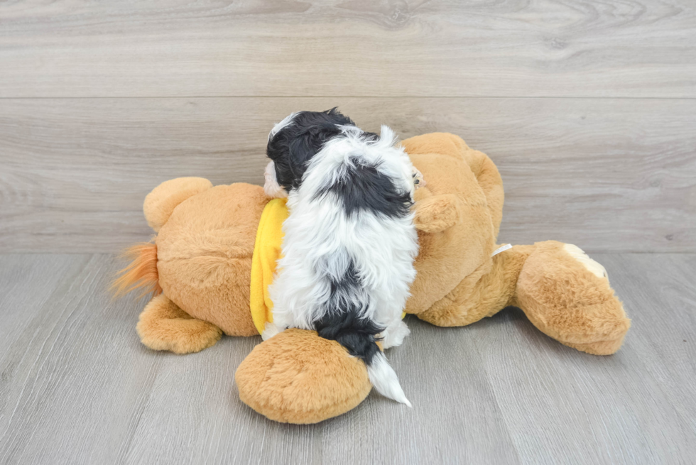 Popular Havapoo Poodle Mix Pup