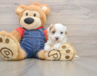 7 week old Havapoo Puppy For Sale - Premier Pups