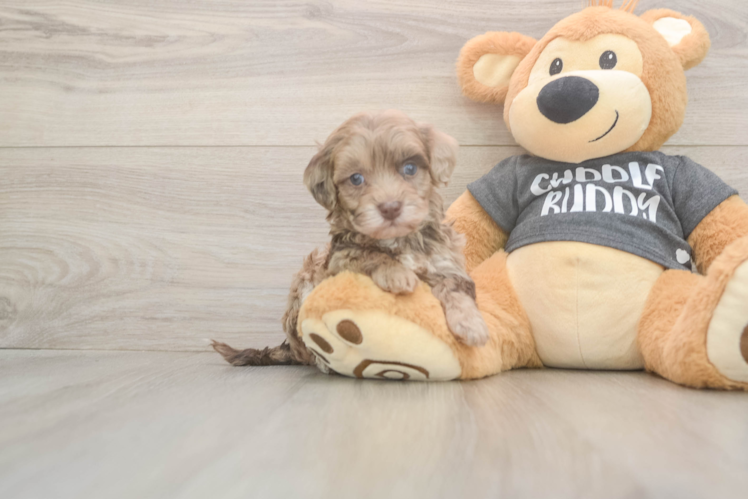 Havapoo Puppy for Adoption