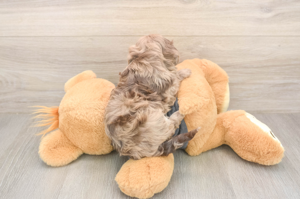 Popular Havapoo Poodle Mix Pup
