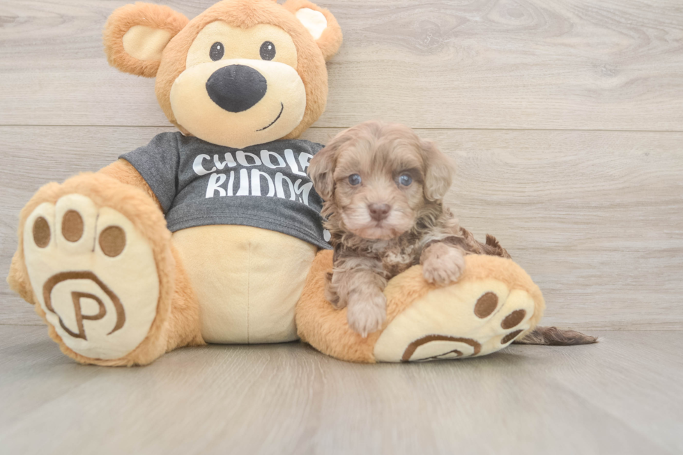 Friendly Havapoo Baby