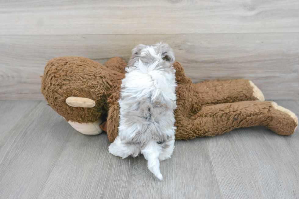 Havapoo Pup Being Cute