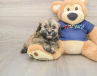 8 week old Havapoo Puppy For Sale - Premier Pups