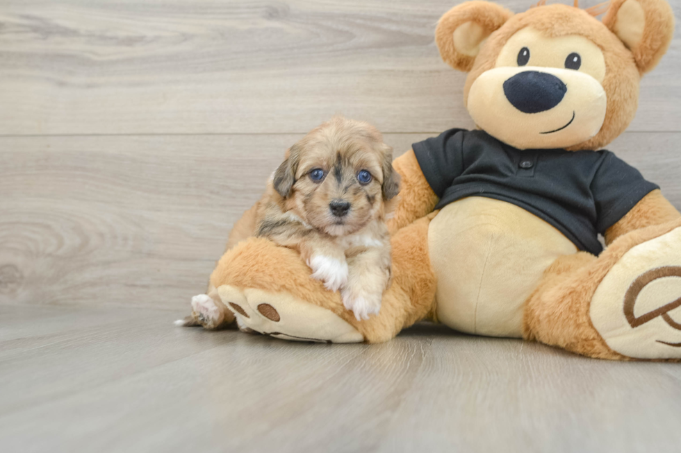 Small Havapoo Baby