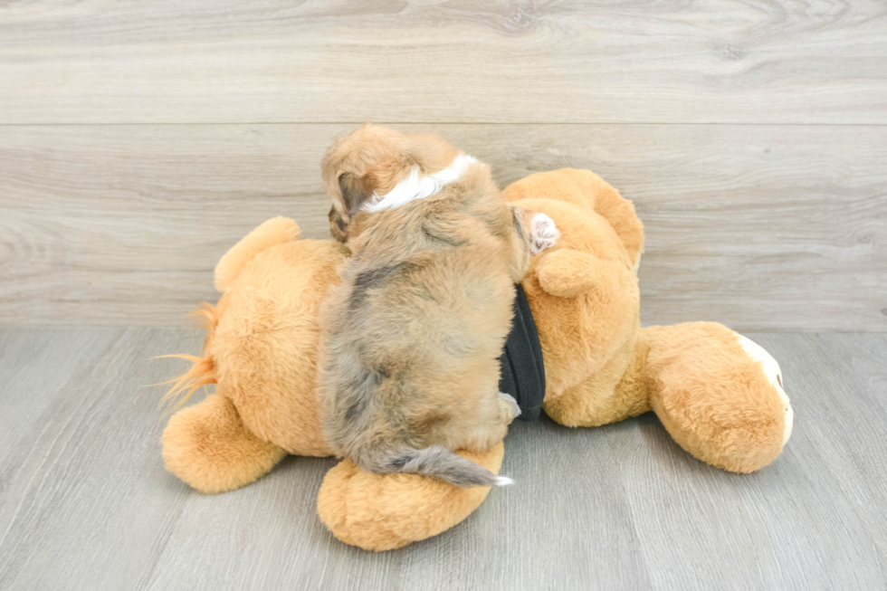 Havapoo Pup Being Cute