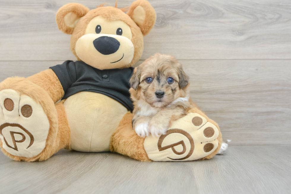 Havapoo Puppy for Adoption