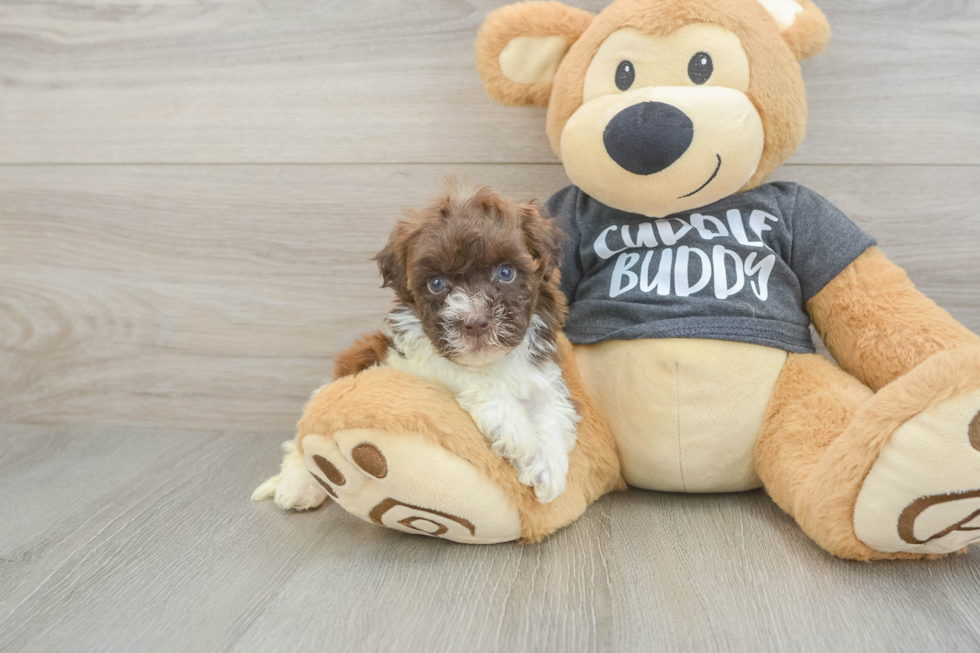 Petite Havapoo Poodle Mix Pup