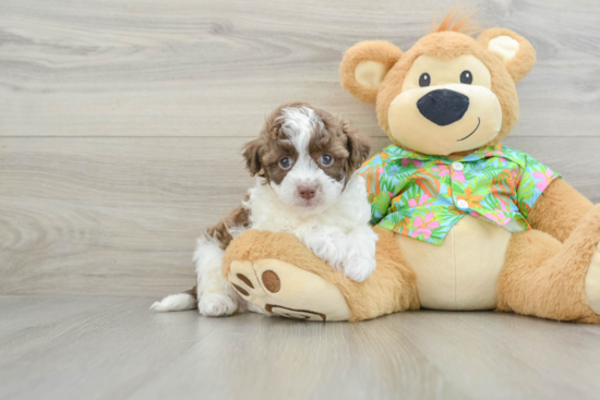 Havapoo Pup Being Cute