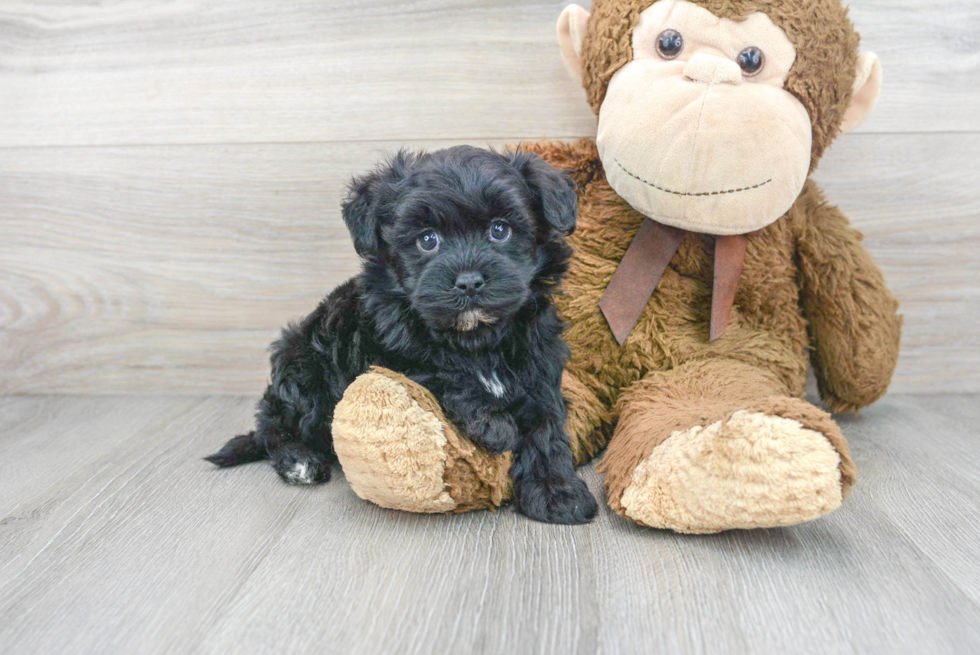 Havapoo Pup Being Cute