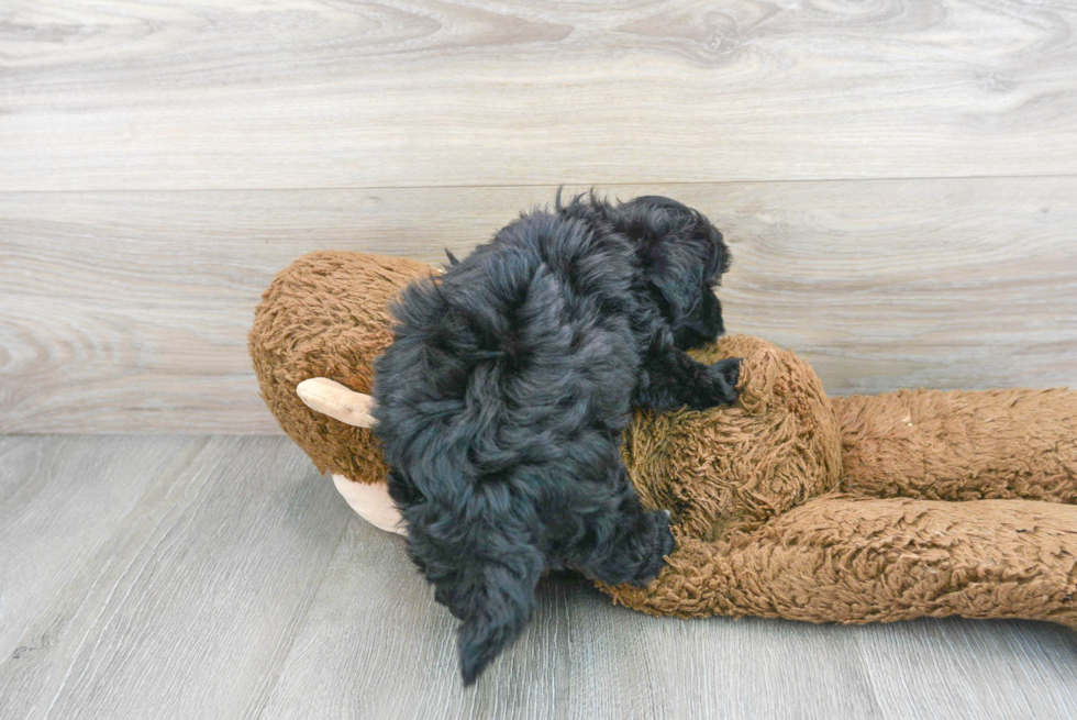 Little Havadoodle Poodle Mix Puppy