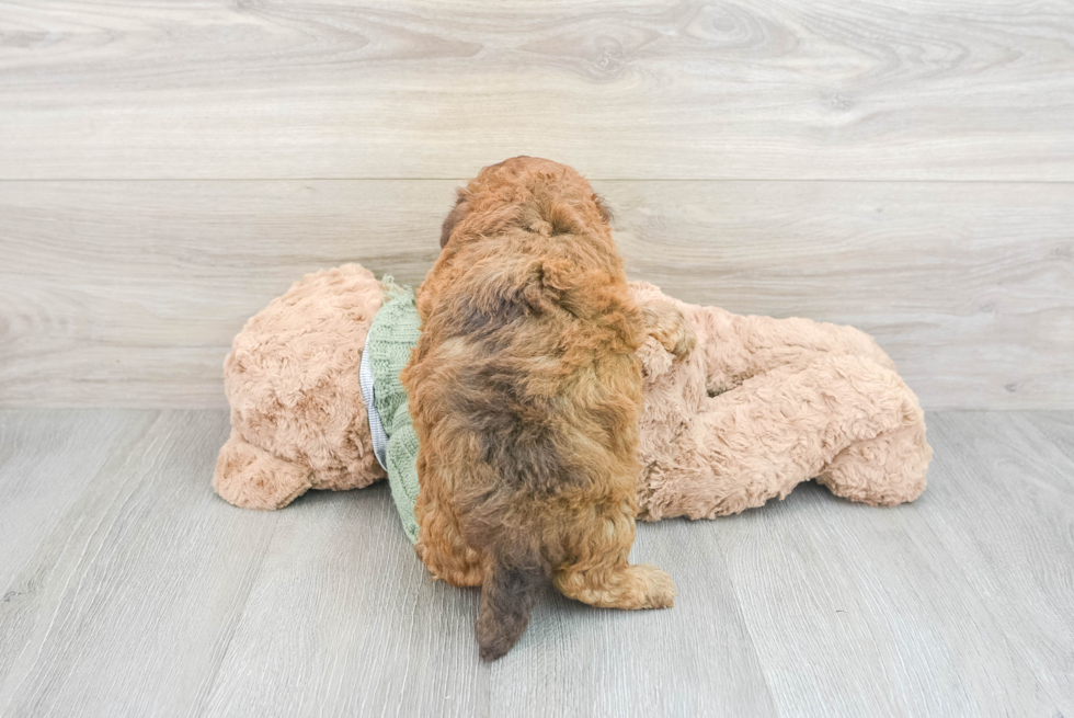 Havapoo Puppy for Adoption