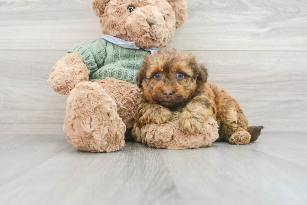 Playful Havanese Poodle Mix Puppy