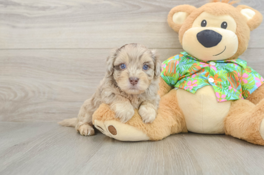 Havapoo Puppy for Adoption