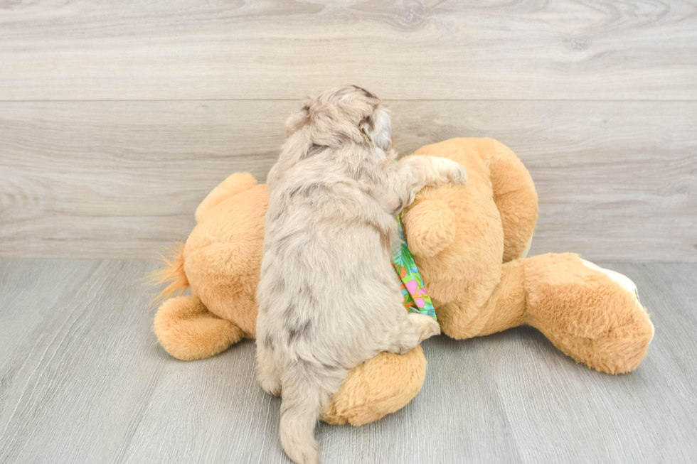 Friendly Havapoo Baby