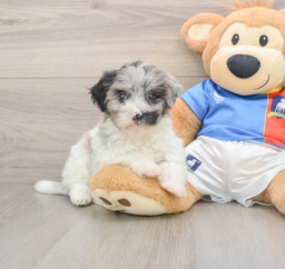 9 week old Havapoo Puppy For Sale - Premier Pups