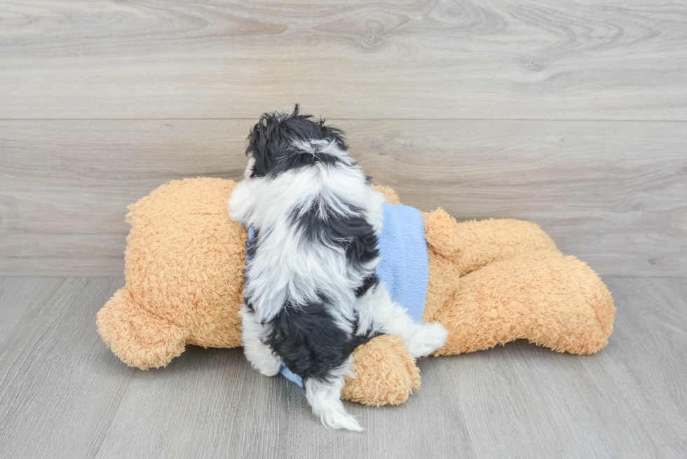 Havapoo Pup Being Cute