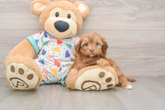 Havapoo Puppy for Adoption