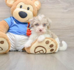 9 week old Havapoo Puppy For Sale - Premier Pups