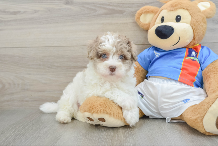 Best Havapoo Baby