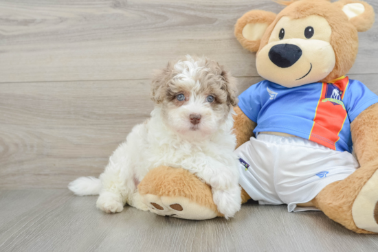 Best Havapoo Baby