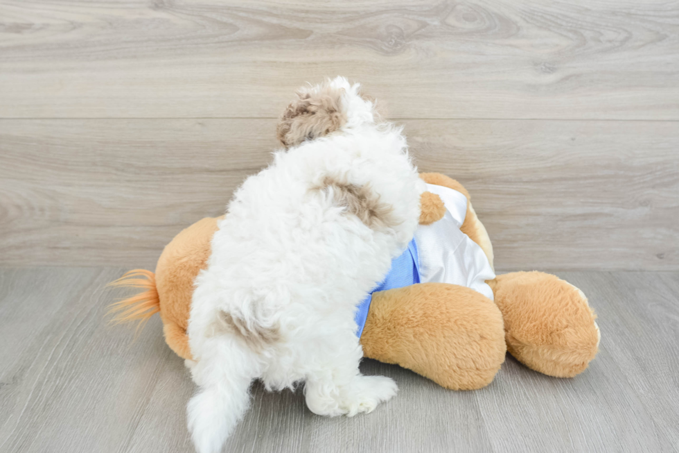 Smart Havapoo Poodle Mix Pup