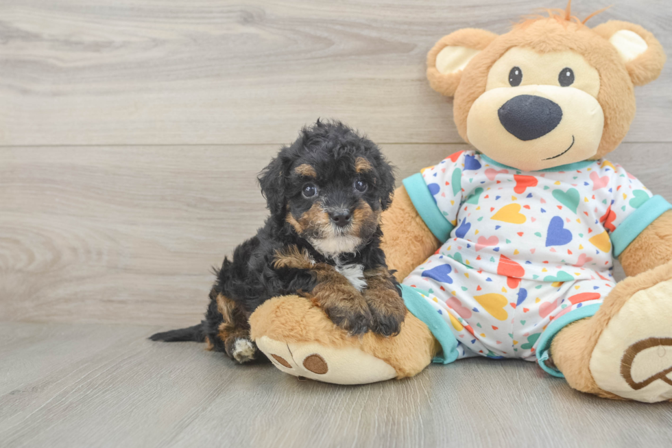 Popular Havapoo Poodle Mix Pup