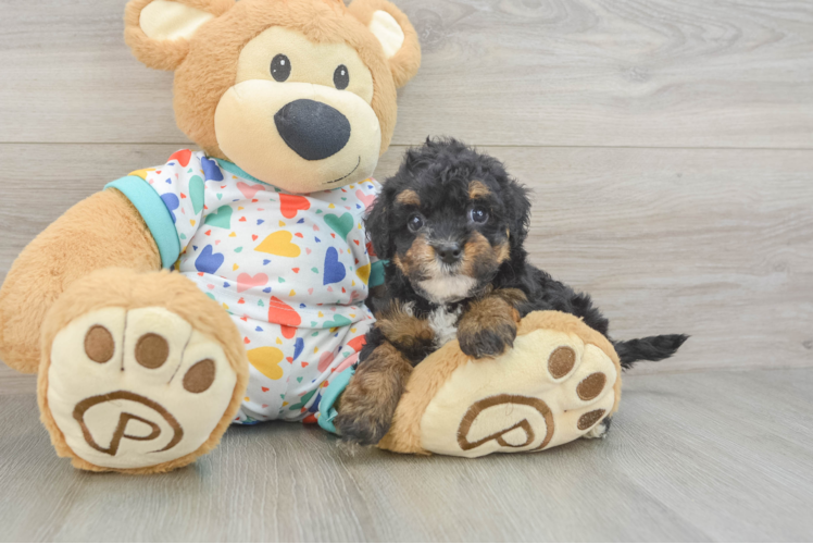 Havapoo Pup Being Cute