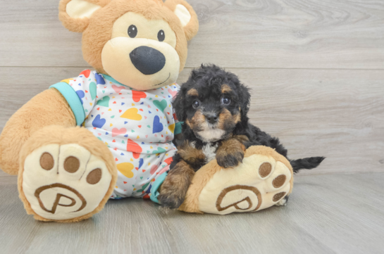 Havapoo Pup Being Cute