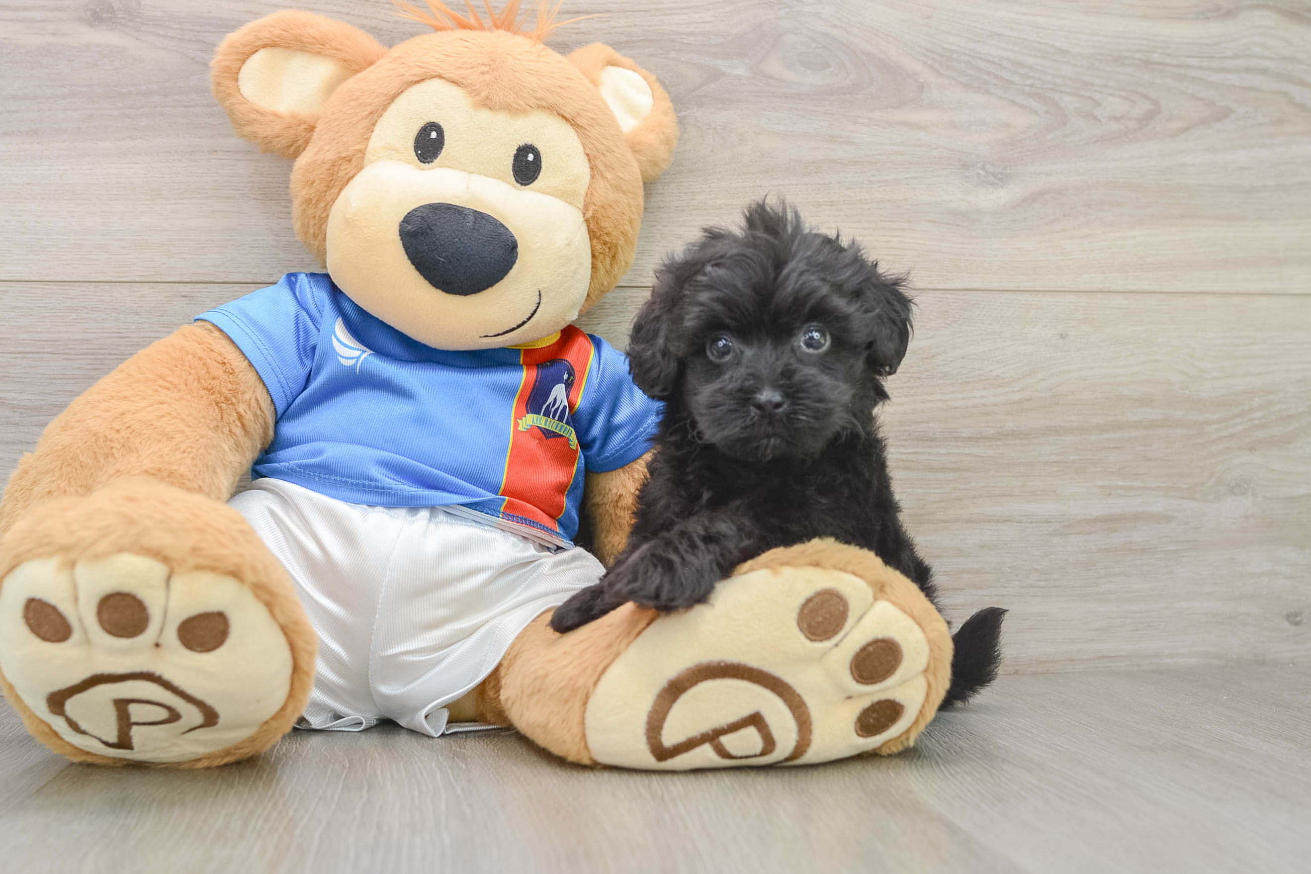 Havapoo Puppy for Adoption