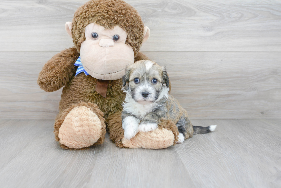 Havapoo Puppy for Adoption