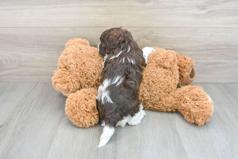 Adorable Havanese Poodle Mix Puppy
