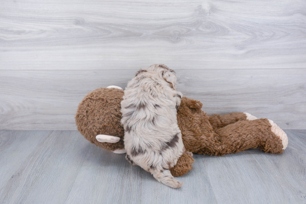 Havapoo Pup Being Cute